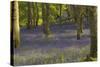 Bluebells in Carstramon Wood, Dumfries and Galloway, Scotland, United Kingdom, Europe-Gary Cook-Stretched Canvas