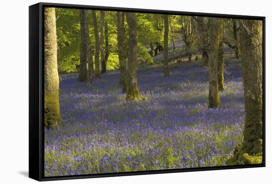 Bluebells in Carstramon Wood, Dumfries and Galloway, Scotland, United Kingdom, Europe-Gary Cook-Framed Stretched Canvas