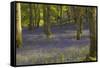 Bluebells in Carstramon Wood, Dumfries and Galloway, Scotland, United Kingdom, Europe-Gary Cook-Framed Stretched Canvas