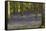 Bluebells in Carstramon Wood, Dumfries and Galloway, Scotland, United Kingdom, Europe-Gary Cook-Framed Stretched Canvas