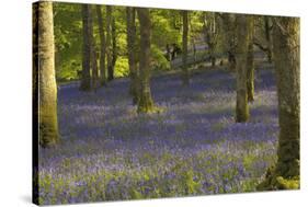 Bluebells in Carstramon Wood, Dumfries and Galloway, Scotland, United Kingdom, Europe-Gary Cook-Stretched Canvas