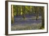 Bluebells in Carstramon Wood, Dumfries and Galloway, Scotland, United Kingdom, Europe-Gary Cook-Framed Photographic Print