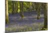 Bluebells in Carstramon Wood, Dumfries and Galloway, Scotland, United Kingdom, Europe-Gary Cook-Mounted Photographic Print