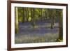 Bluebells in Carstramon Wood, Dumfries and Galloway, Scotland, United Kingdom, Europe-Gary Cook-Framed Photographic Print