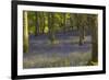 Bluebells in Carstramon Wood, Dumfries and Galloway, Scotland, United Kingdom, Europe-Gary Cook-Framed Photographic Print