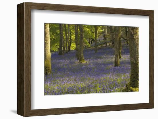 Bluebells in Carstramon Wood, Dumfries and Galloway, Scotland, United Kingdom, Europe-Gary Cook-Framed Photographic Print