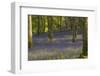 Bluebells in Carstramon Wood, Dumfries and Galloway, Scotland, United Kingdom, Europe-Gary Cook-Framed Photographic Print