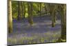 Bluebells in Carstramon Wood, Dumfries and Galloway, Scotland, United Kingdom, Europe-Gary Cook-Mounted Photographic Print