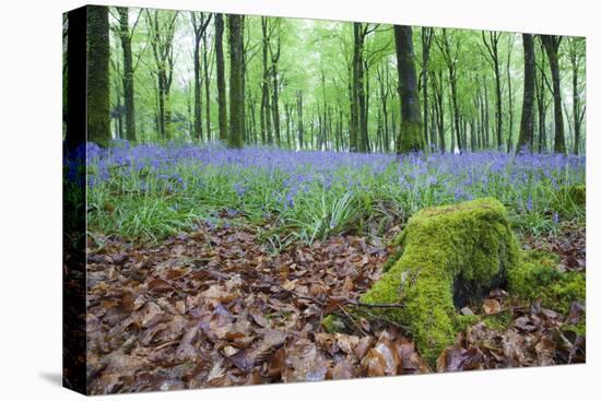 Bluebells in Flower at Idless Woods-null-Stretched Canvas