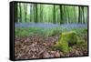 Bluebells in Flower at Idless Woods-null-Framed Stretched Canvas