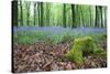 Bluebells in Flower at Idless Woods-null-Stretched Canvas