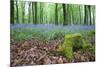 Bluebells in Flower at Idless Woods-null-Mounted Photographic Print