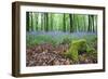 Bluebells in Flower at Idless Woods-null-Framed Photographic Print