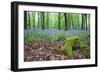 Bluebells in Flower at Idless Woods-null-Framed Photographic Print