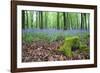 Bluebells in Flower at Idless Woods-null-Framed Photographic Print