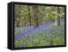Bluebells in Middleton Woods Near Ilkley, West Yorkshire, Yorkshire, England, UK, Europe-Mark Sunderland-Framed Stretched Canvas