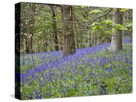 Bluebells in Middleton Woods Near Ilkley, West Yorkshire, Yorkshire, England, UK, Europe-Mark Sunderland-Stretched Canvas