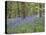 Bluebells in Middleton Woods Near Ilkley, West Yorkshire, Yorkshire, England, UK, Europe-Mark Sunderland-Stretched Canvas