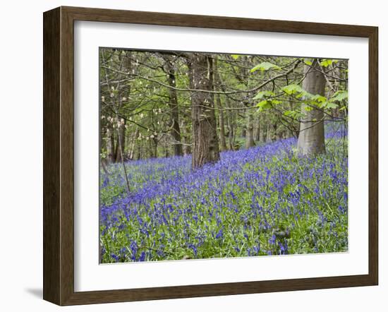 Bluebells in Middleton Woods Near Ilkley, West Yorkshire, Yorkshire, England, UK, Europe-Mark Sunderland-Framed Photographic Print