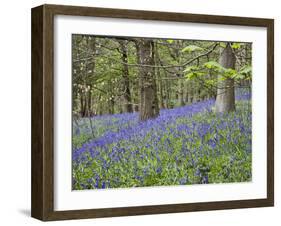 Bluebells in Middleton Woods Near Ilkley, West Yorkshire, Yorkshire, England, UK, Europe-Mark Sunderland-Framed Photographic Print