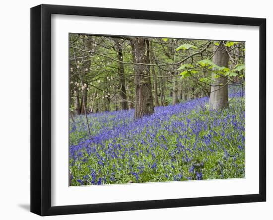 Bluebells in Middleton Woods Near Ilkley, West Yorkshire, Yorkshire, England, UK, Europe-Mark Sunderland-Framed Photographic Print