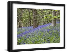 Bluebells in Middleton Woods Near Ilkley, West Yorkshire, Yorkshire, England, UK, Europe-Mark Sunderland-Framed Photographic Print