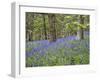 Bluebells in Middleton Woods Near Ilkley, West Yorkshire, Yorkshire, England, UK, Europe-Mark Sunderland-Framed Photographic Print