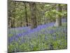 Bluebells in Middleton Woods Near Ilkley, West Yorkshire, Yorkshire, England, UK, Europe-Mark Sunderland-Mounted Photographic Print