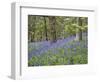 Bluebells in Middleton Woods Near Ilkley, West Yorkshire, Yorkshire, England, UK, Europe-Mark Sunderland-Framed Photographic Print