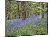 Bluebells in Middleton Woods Near Ilkley, West Yorkshire, Yorkshire, England, UK, Europe-Mark Sunderland-Mounted Photographic Print