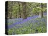 Bluebells in Middleton Woods Near Ilkley, West Yorkshire, Yorkshire, England, UK, Europe-Mark Sunderland-Stretched Canvas