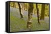 Bluebells in Millers Wood Near to Colton in the Lake District National Park-Julian Elliott-Framed Stretched Canvas