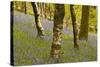 Bluebells in Millers Wood Near to Colton in the Lake District National Park-Julian Elliott-Stretched Canvas