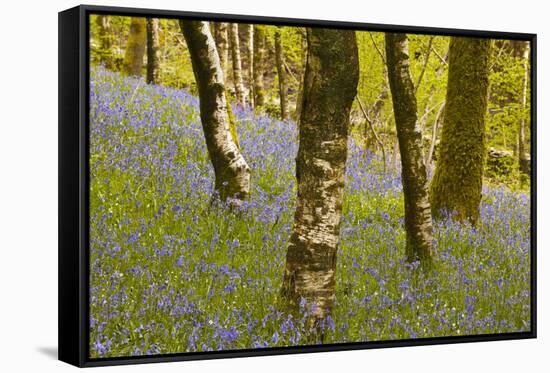 Bluebells in Millers Wood Near to Colton in the Lake District National Park-Julian Elliott-Framed Stretched Canvas