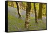 Bluebells in Millers Wood Near to Colton in the Lake District National Park-Julian Elliott-Framed Stretched Canvas