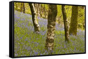 Bluebells in Millers Wood Near to Colton in the Lake District National Park-Julian Elliott-Framed Stretched Canvas
