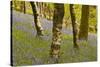 Bluebells in Millers Wood Near to Colton in the Lake District National Park-Julian Elliott-Stretched Canvas