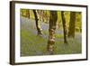 Bluebells in Millers Wood Near to Colton in the Lake District National Park-Julian Elliott-Framed Photographic Print