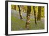 Bluebells in Millers Wood Near to Colton in the Lake District National Park-Julian Elliott-Framed Photographic Print