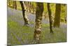 Bluebells in Millers Wood Near to Colton in the Lake District National Park-Julian Elliott-Mounted Photographic Print