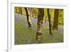 Bluebells in Millers Wood Near to Colton in the Lake District National Park-Julian Elliott-Framed Photographic Print