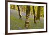 Bluebells in Millers Wood Near to Colton in the Lake District National Park-Julian Elliott-Framed Photographic Print