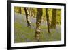 Bluebells in Millers Wood Near to Colton in the Lake District National Park-Julian Elliott-Framed Photographic Print