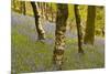 Bluebells in Millers Wood Near to Colton in the Lake District National Park-Julian Elliott-Mounted Photographic Print