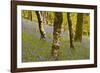 Bluebells in Millers Wood Near to Colton in the Lake District National Park-Julian Elliott-Framed Photographic Print