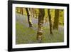 Bluebells in Millers Wood Near to Colton in the Lake District National Park-Julian Elliott-Framed Photographic Print