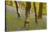 Bluebells in Millers Wood Near to Colton in the Lake District National Park-Julian Elliott-Stretched Canvas