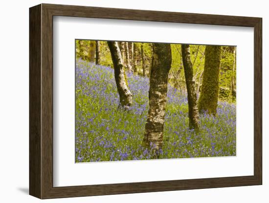 Bluebells in Millers Wood Near to Colton in the Lake District National Park-Julian Elliott-Framed Photographic Print