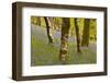 Bluebells in Millers Wood Near to Colton in the Lake District National Park-Julian Elliott-Framed Photographic Print