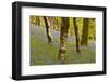 Bluebells in Millers Wood Near to Colton in the Lake District National Park-Julian Elliott-Framed Photographic Print